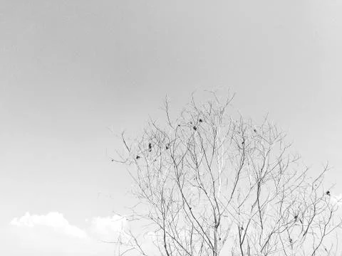 Image back and white Tree background Stock Photos