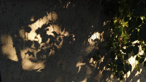 Image for the background. Background. On the wall are shadows from grape leaves. 스톡 동영상 116897830
