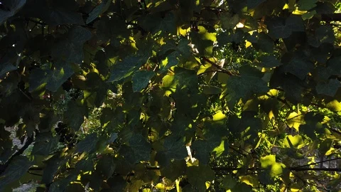 Image for the background. Background. Wall of grape leaves. Sunny evening. Vídeos de archivo 116896918