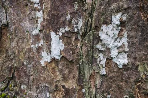 Image background, surface and texture detail of rough tree skin.selective foc Stock-Fotos