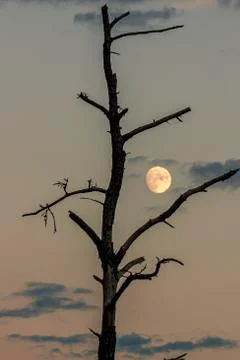 Image of a  backlit dead tree trunk with with moon between branches Stock Photos