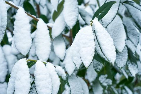 Image of bay leaf under the snow. Stock Photos