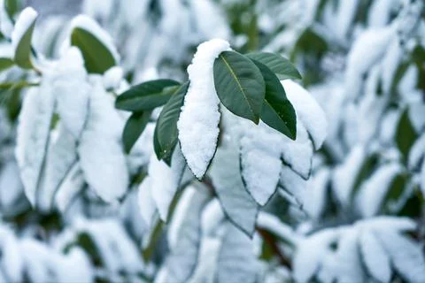 Image of bay leaf under the snow. Stock Photos