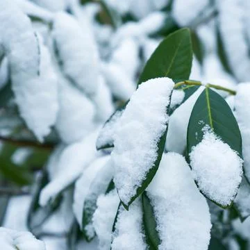 Image of bay leaf under the snow. Stock Photos