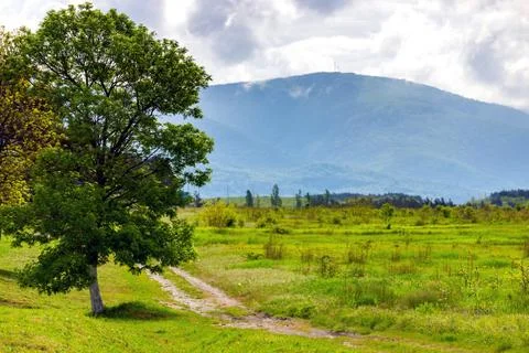 Image of a beautiful alone tree with big crown in spring and dirt road in mou Stock Photos