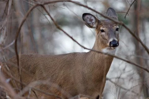 Image of the beautiful deer in the forest Stock Photos