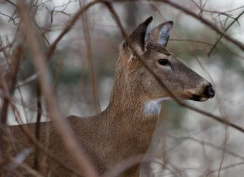 Image with the beautiful deer in the shrub Stock Photos