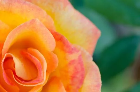Image of beautiful orange rose background Stock Photos
