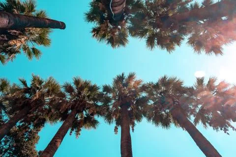 Image of beautiful palm trees on the background of the beruyuz sky Stock Photos
