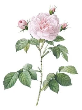 An image of a beautiful rose with green leaves in a white background Stock Illustration