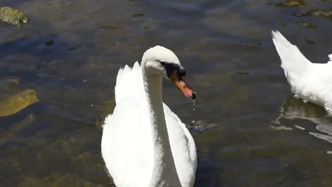 Image of beautiful white swan in a small river, Germany. Stock Footage 102851493