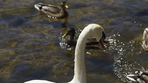 Image of beautiful white swan in a small river, Germany. 스톡 동영상 102851524