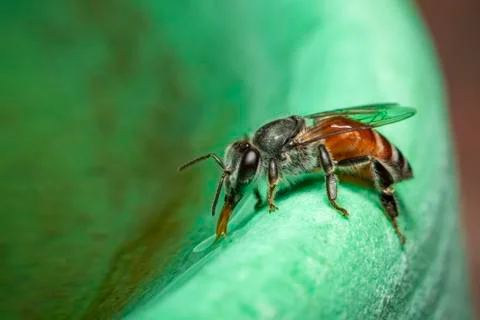 Image of bee hem or dwarf bee(Apis florea) suctioning water on the edge of th Stock Photos