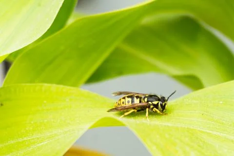 Image of a bee resting in a green leaf of a corn plant. Beautiful summer imag Stock Photos