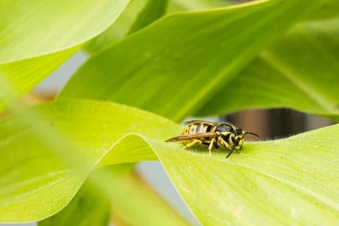 Image of a bee resting in a green leaf of a corn plant. Beautiful summer imag Stock Photos