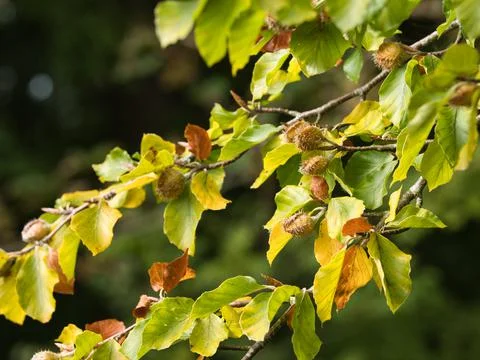 Image Of Beech Nuts On Branches With Autumn Leaves Stock Photos