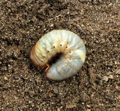 Image of beetle larvae on the ground. Stock Photos