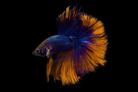 Image of betta fish isolated on black background action moving moment of Ye.. Stock Photos