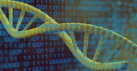 Image of binary coding data processing over dna strand spinning Stock Photos