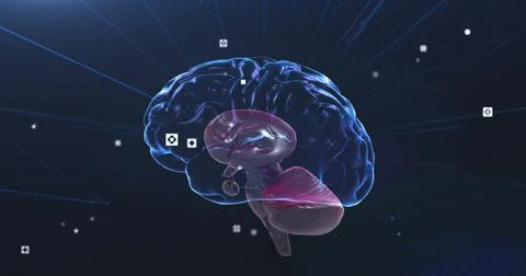 Image of binary coding numbers changing with human brain spinning Stock Illustration