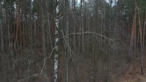 Image of birch from bottom to top in autumn Video stock 128275701