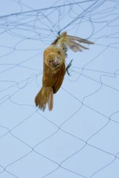 Image of bird is attached to the net. Animals. Stock Photos