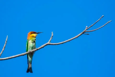 Image of bird on the branch on sky background. Wild Animals. Chestnut-heade.. Stock Photos