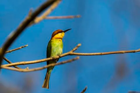 Image of bird on the branch on sky background. Wild Animals. Chestnut-heade.. Stock Photos