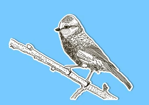 The image of the bird on the branch. Vector illustration. Stock Illustration