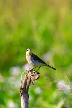 Image of Bird Eastern Yellow Wagtail (Motacilla tschutschensis)  Wild Animals Stock Photos