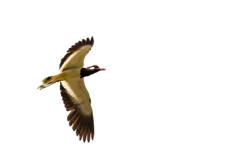 Image of bird flying on white background. Wild Animals. Red-wattled lapwing.. Stock Photos