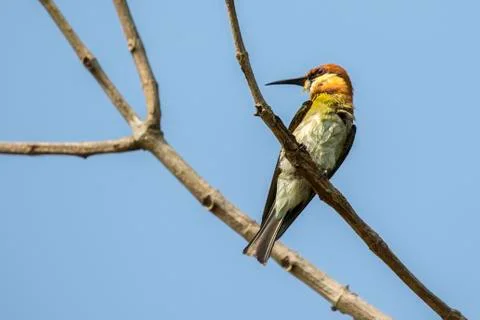 Image of bird (Green Bee-eater) on the branch on nature background. Wild An.. Stock Photos