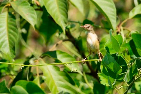 Image of a bird perched on a green leaf. Wild Animals. Asian Golden Weaver .. Stock Photos