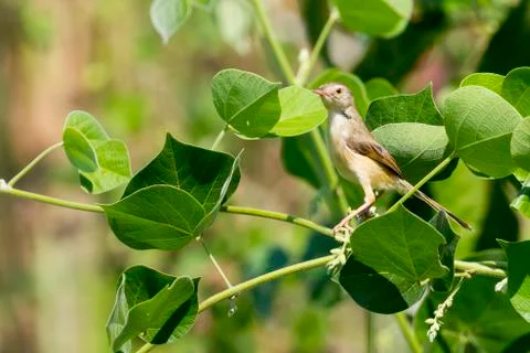 Image of a bird perched on a green leaf. Wild Animals. Asian Golden Weaver .. Stock Photos
