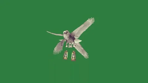 Image of bird two birds flying in the air flight bottle beer over are couple... Stock Footage 335979024