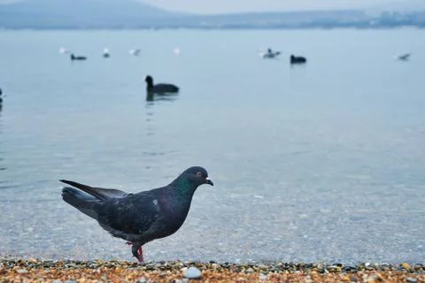 The image of birds on the beach. Stock Photos