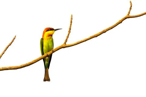 Image of birds on branches on white background. Chestnut-headed Bee-eater (.. Stock Photos