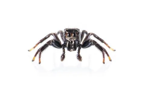 Image of biting jumping spider (Opisthoncus mordax) on white background. Inse Stock Photos