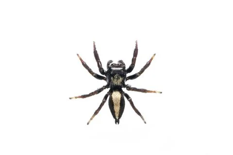 Image of biting jumping spider (Opisthoncus mordax) on white background. Inse Stock Photos