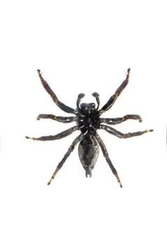 Image of biting jumping spider (Opisthoncus mordax) on white background. View Stock Photos