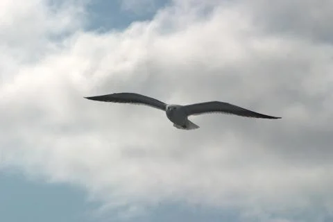 Image of a black and white Seagull soaring in the blue sky Stock Photos