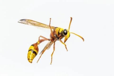 Image of black back mud-wasp isolated on white background. Animal. Insect. Stock Photos