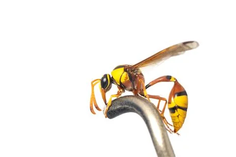 Image of black back mud-wasp isolated on white background. Animal. Insect. Stock Photos