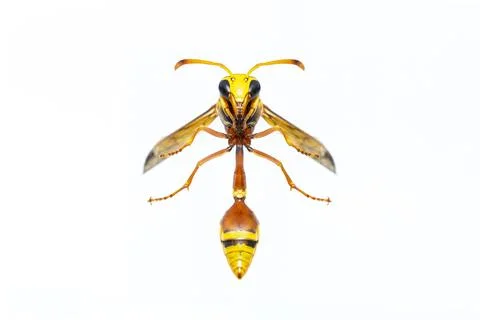 Image of black back mud-wasp isolated on white background. Animal. Insect. Stock Photos