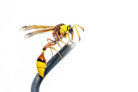 Image of black back mud-wasp isolated on white background. Animal. Insect. Stock Photos