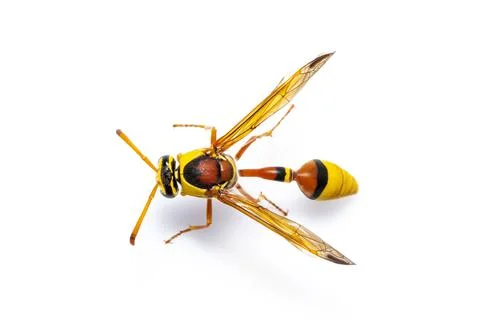 Image of black back mud-wasp isolated on white background. Animal. Insect. Stock Photos