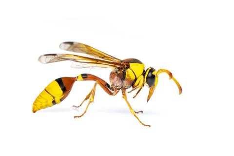 Image of black back mud-wasp isolated on white background. Animal. Insect. Stock Photos