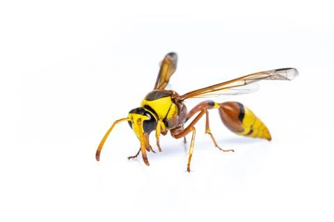 Image of black back mud-wasp isolated on white background. Animal. Insect. Stock Photos