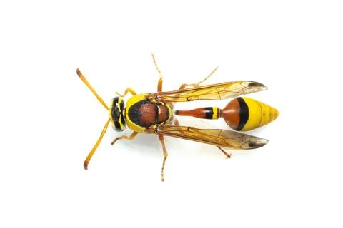 Image of black back mud-wasp isolated on white background. Animal. Insect. Stock Photos