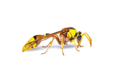 Image of black back mud-wasp isolated on white background. Animal. Insect. Stock Photos